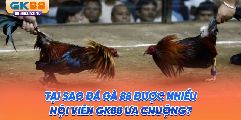 Đá Gà 88: Thiên Đường Chọi Kê Trực Tuyến Đẳng Cấp Tại GK88 tai-sao-da-ga-88-duoc-nhieu-hoi-vien-gk88-ua-chuong